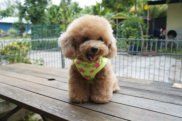 Super Woof Star Tee (Neon Pink / Neon Yellow)