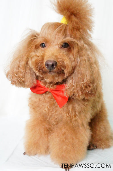 Bow Wow Tie