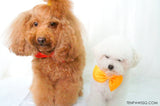 Bow Wow Tie