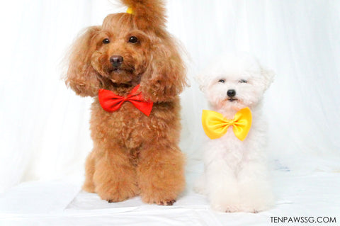 Bow Wow Tie