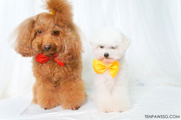 Bow Wow Tie