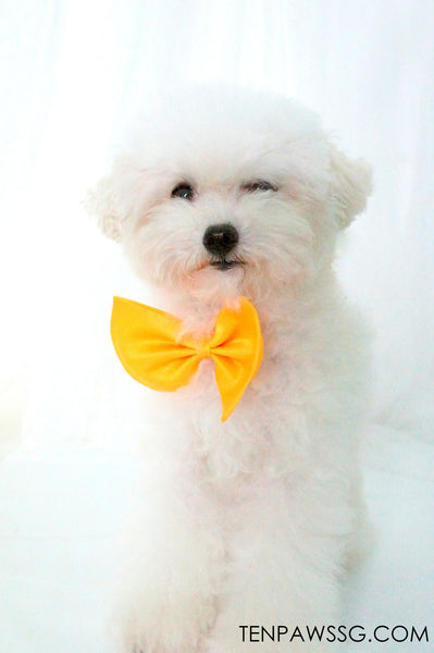 Bow Wow Tie