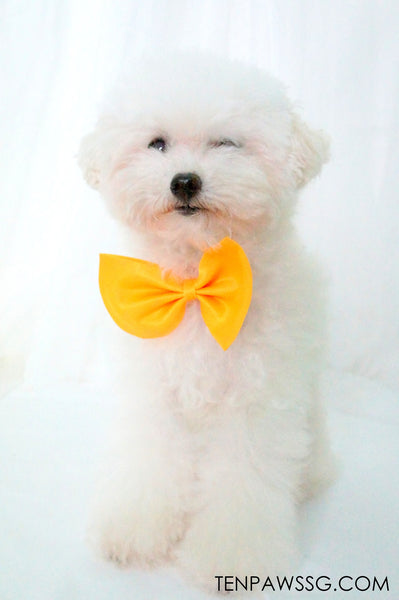 Bow Wow Tie
