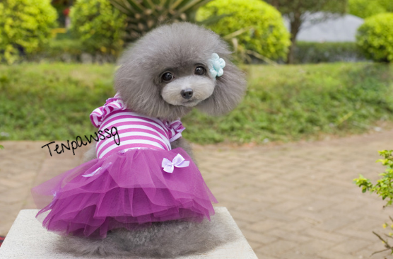 *RESTOCKED* Little Ballerina's Tutu Dress (2 Colors - Pink or Purple)