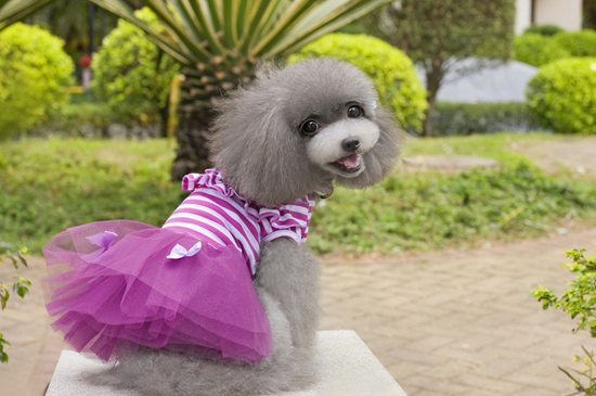 *RESTOCKED* Little Ballerina's Tutu Dress (2 Colors - Pink or Purple)