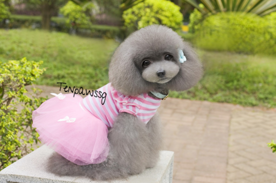 *RESTOCKED* Little Ballerina's Tutu Dress (2 Colors - Pink or Purple)
