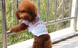 Love and Pooches Singlet